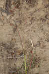 Redtop panicgrass